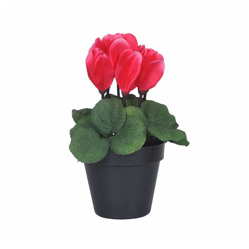 Red Magnolia in Pot