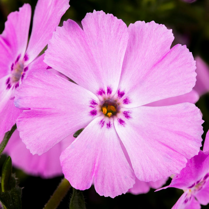 Phlox subulata 'Phlox Trot' Pink 9cm
