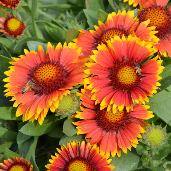 Gaillardia 'Arizona Sun' 2L