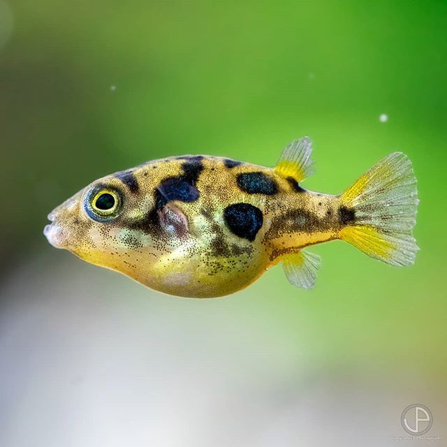 Pea Puffer | Carinotetraodon travancoricus