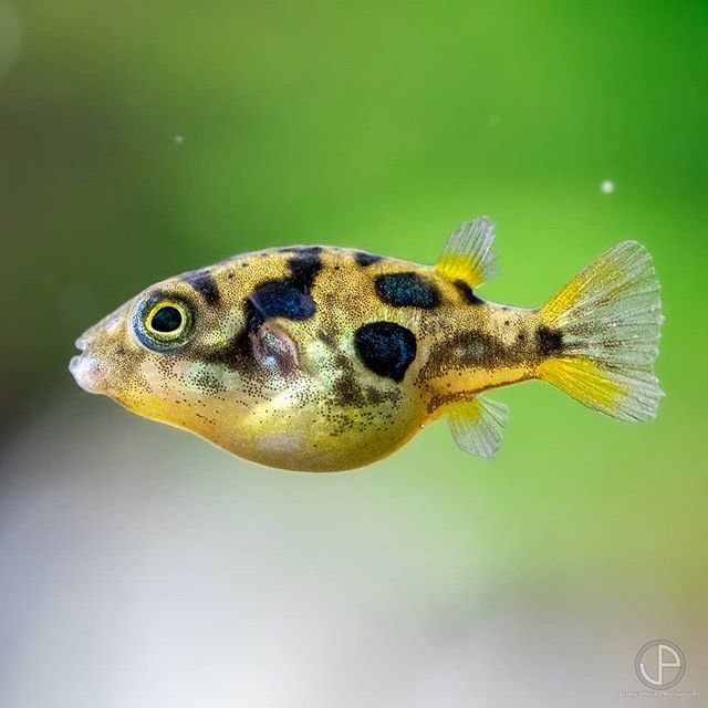 Dwarf Pygmy Puffer Fish | Carinotetraodon travancoricus (ML)