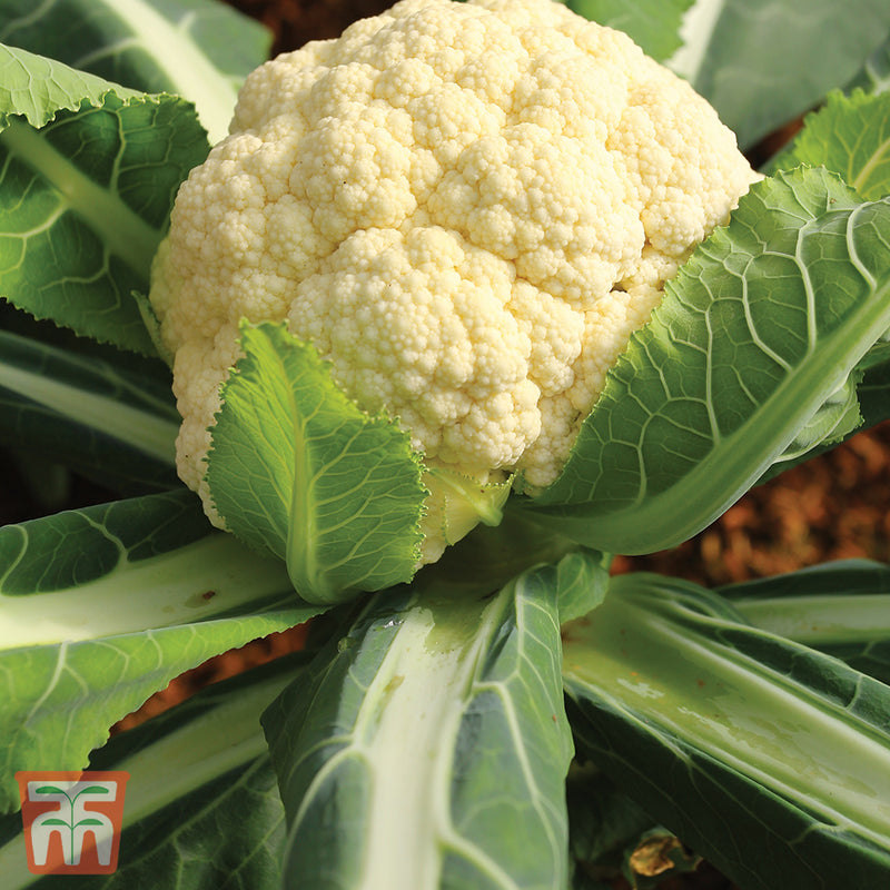 Cauliflower 'All The Year Round'