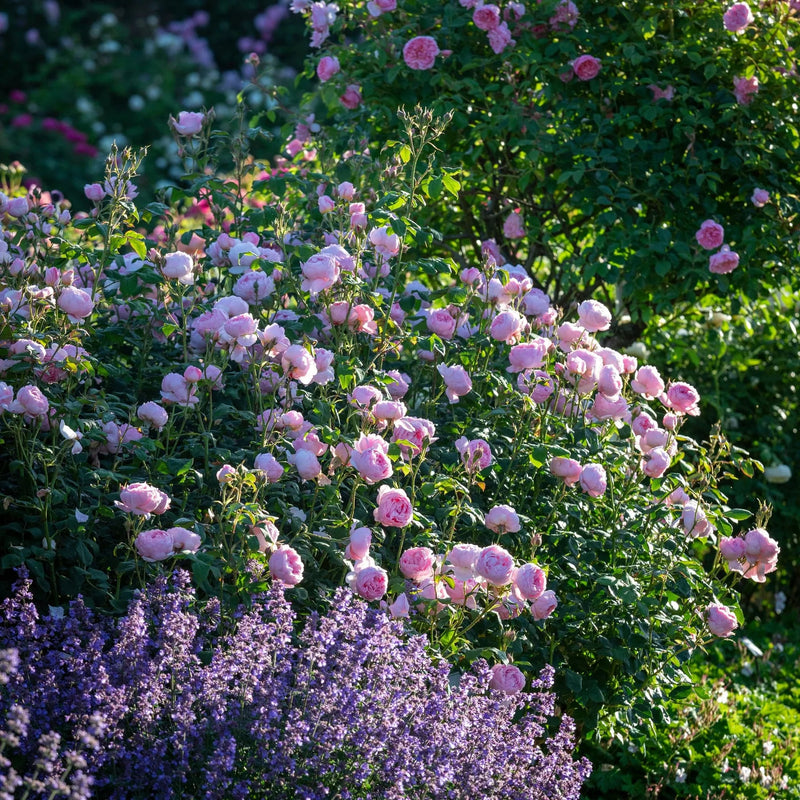 Scepter'd Ilse David Austin Fragrant Rose 6 Litre