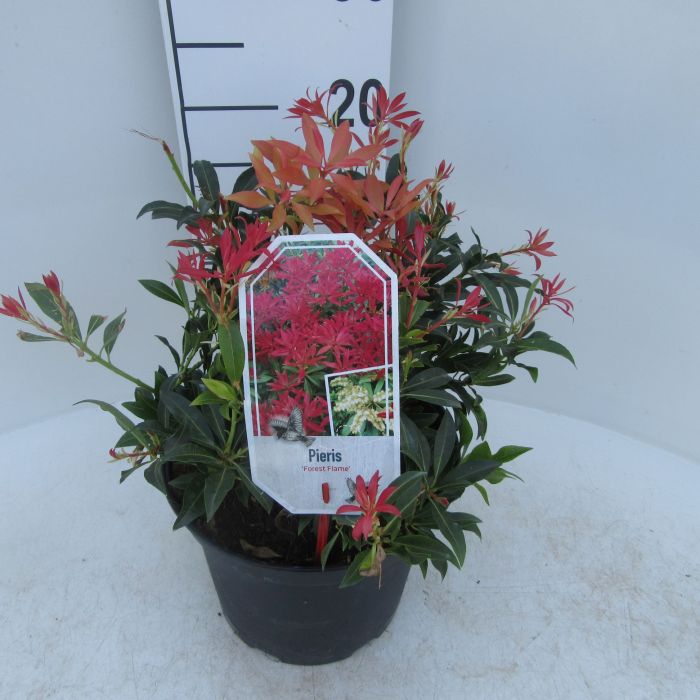 Lily-of-the-Valley Shrub 'Forest Flame' — Pieris 'Forest Flame' (2 Litre)