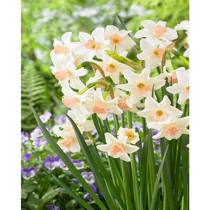 Daffodil Narcissus 'Doll Baby' (6 Pack)