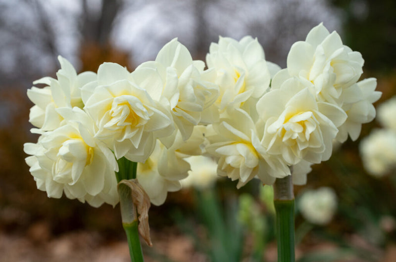 Daffodil Narcissus 'Fragrant Cheer' (15 Pack)