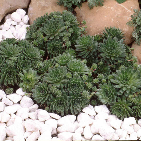 Sempervivum Green