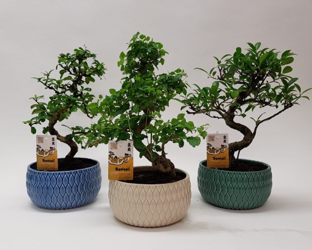 Bonsai Mix in Round Ceramic Bowl (18cm)