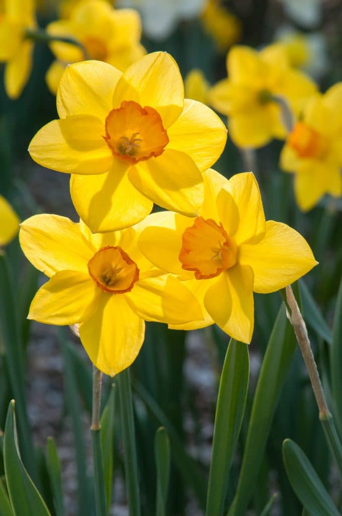 Daffodil Narcissus Sealing Wax (7 Bulbs Per Pack)