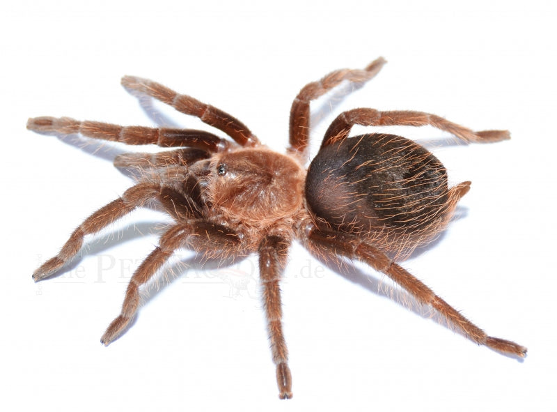 Curly Haired Tarantula | Brachypelma albopilosum m/l