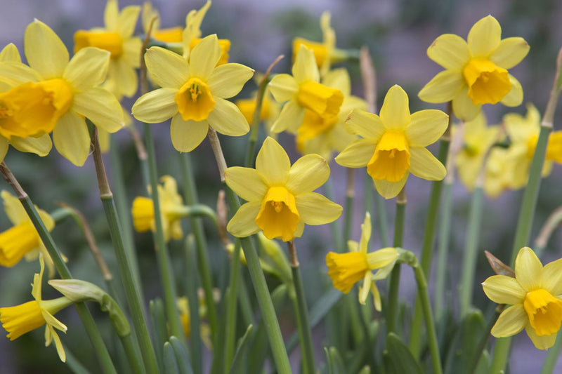 Daffodil Narcissus 'Tete a Tete' (18 Pack)