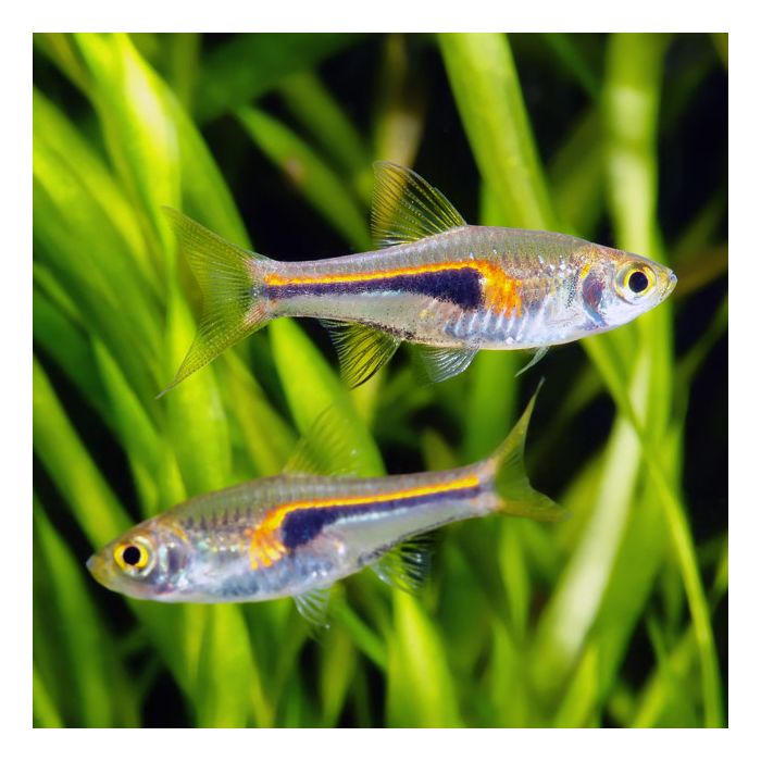 Glowlight Rasbora| Rasbora Hengeli (ML)