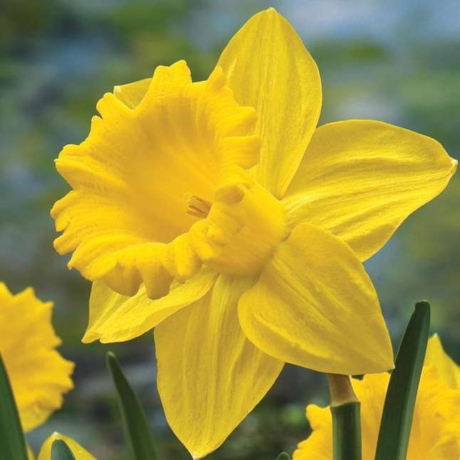 Daffodil Narcissus 'Mando' (3kg)