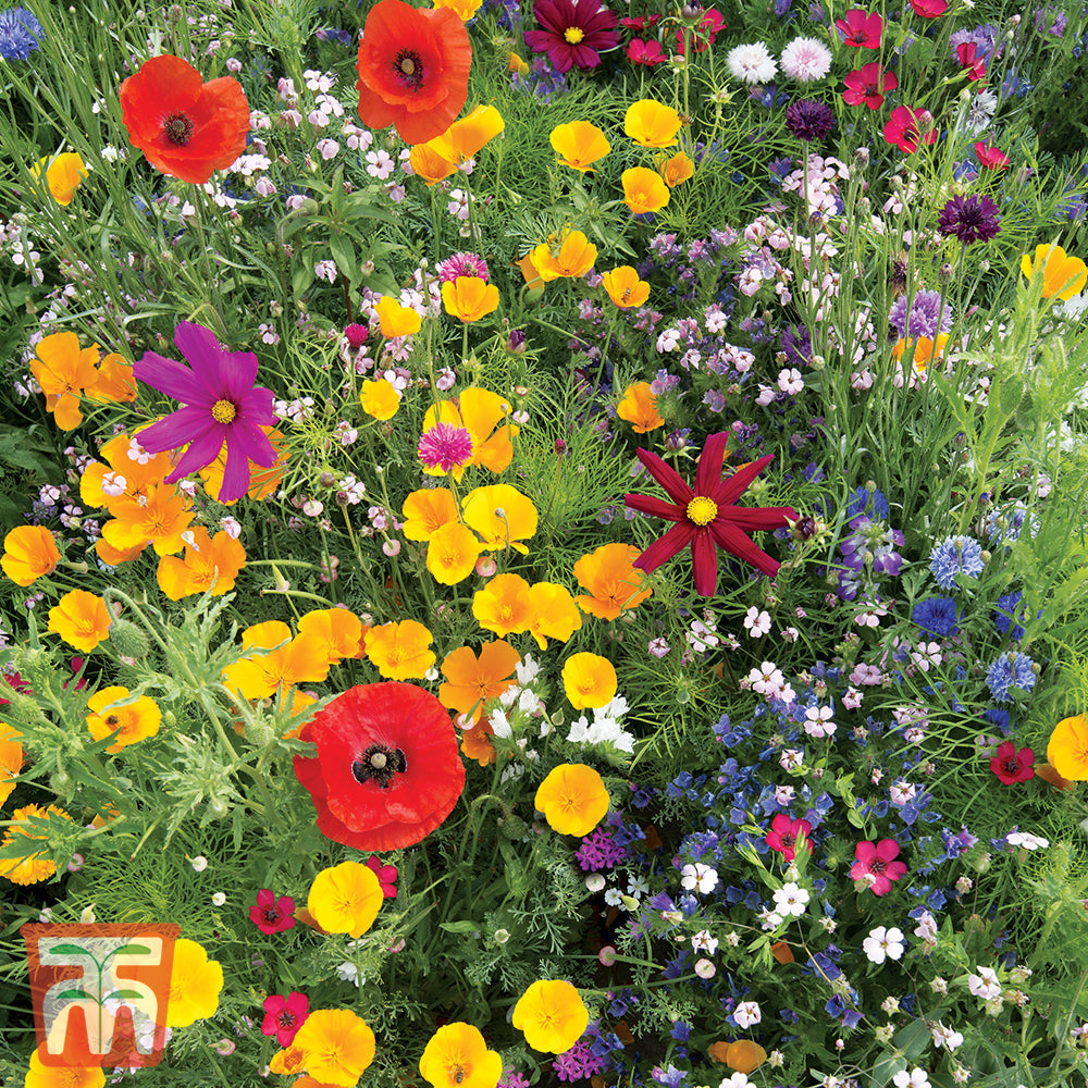 wild flower　6セット Wildflower Mixture — Newlands Garden Centre