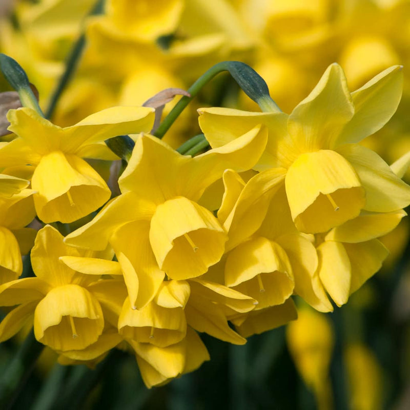 Daffodil Narcissus 'Yellow Ocean' (6 Pack)
