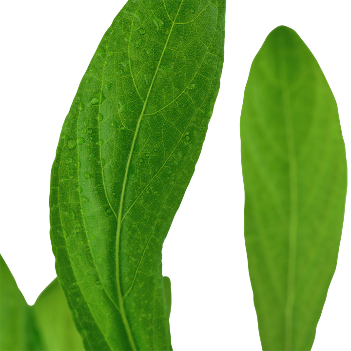 Hygrophila Costata 052A