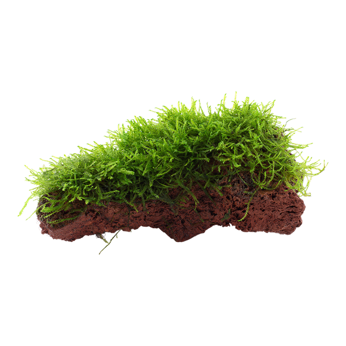 Taxiphyllum Barberi 'Bogor Moss' on Lava Stone 003 YSL