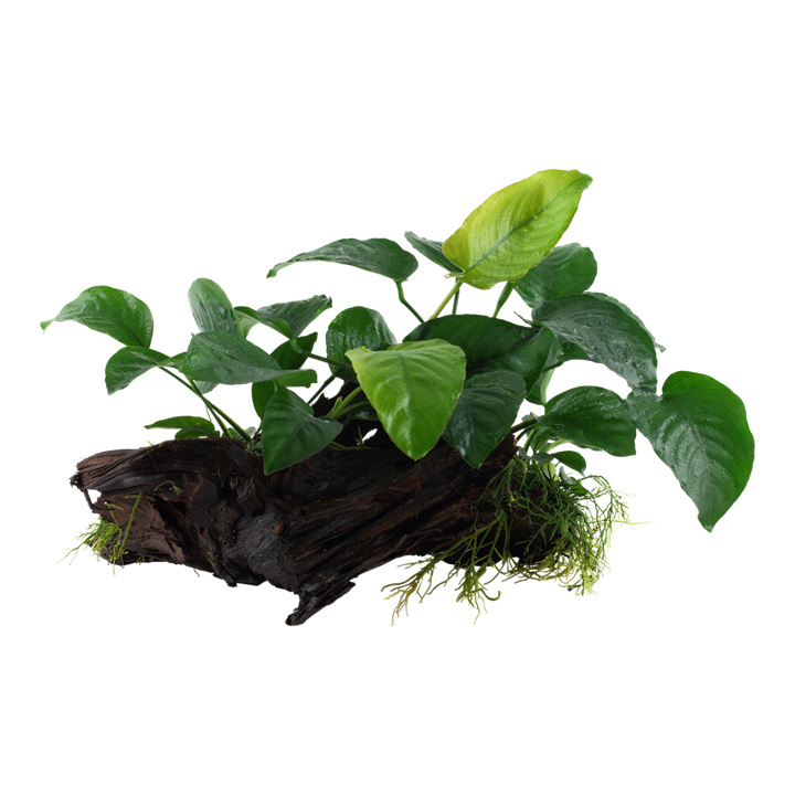 Anubias Barteri  sp. on Wood Xl