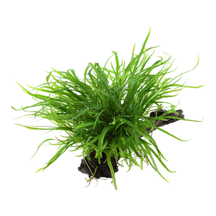 Microsorum pteropus 'Trident' on wood