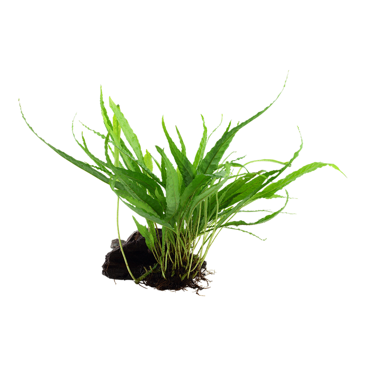 Microsorum pteropus Grown on Wood (008 YWS)