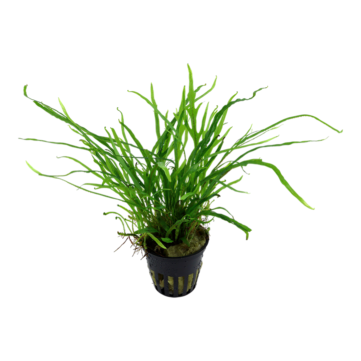 Microsorum pteropus Trident 008G