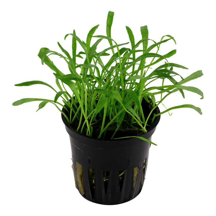 Lilaeopsis Brasiliensis 040