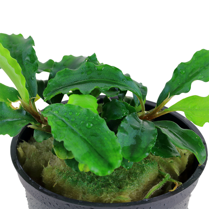 Bucephalandra pygmaea 'Bukit Kelam' 139