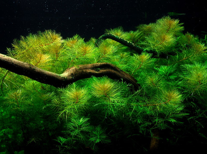 Myriophyllum Mattogrossenes 037