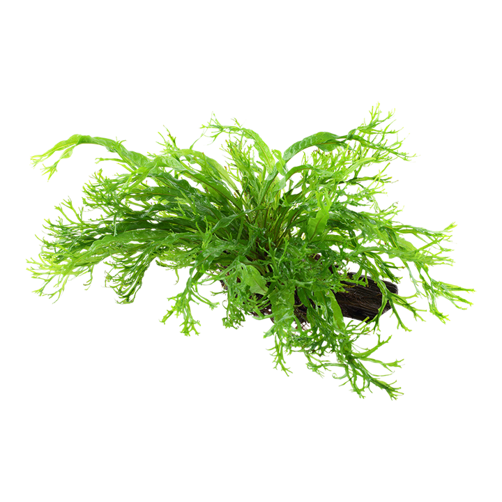 Microsorum pteropus 'Windeløv'