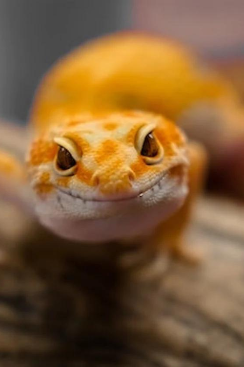 Buy Reptiles Online Ireland Reptile Centre Ireland Jumping Spiders