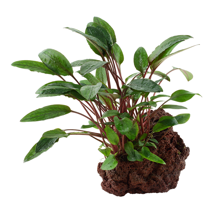 Cryptocoryne 'Petchii' on Lava Stone 108A YLS
