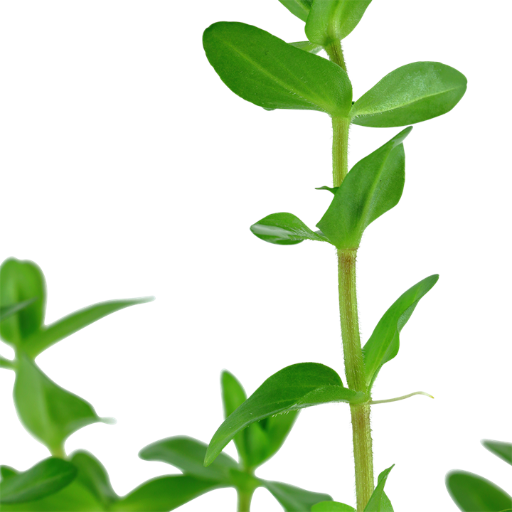 Bacopa Caroliniana 043