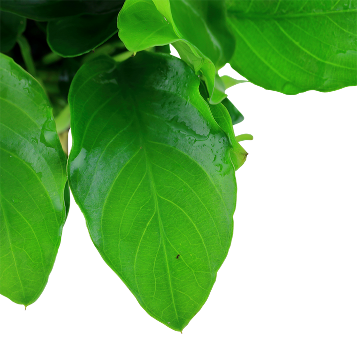 Anubias Nana Large 101L