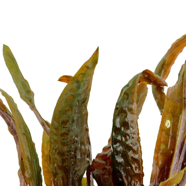 Cryptocoryne Usteriana potted 120