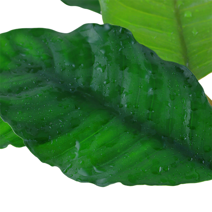 Anubias Barteri Coffeefolia 101G