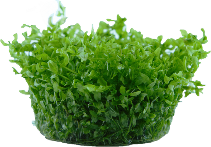 Tropica Micranthemum glomeratum — 1-2-Grow tissue culture
