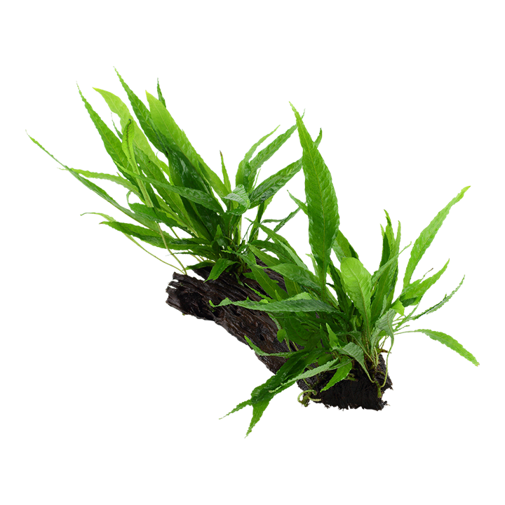 Microsorum pteropus grown on Mangrove Wood