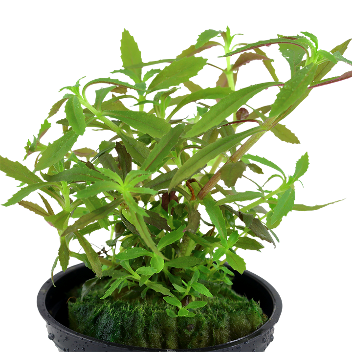 Limnophila Hippuridoides 047C