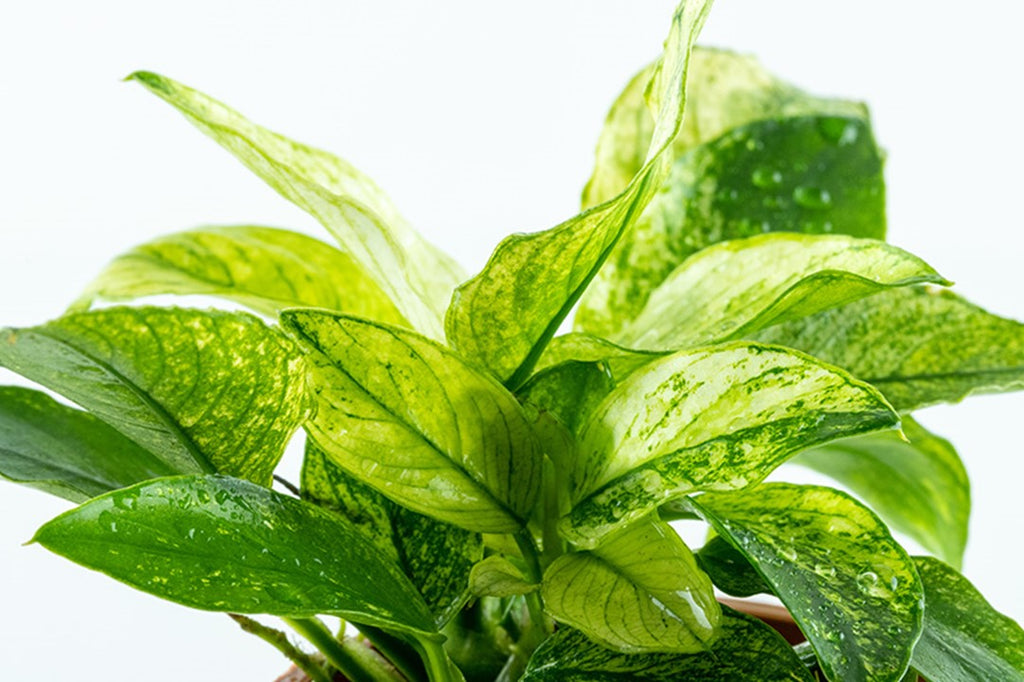 Buy Aquarium Plants Online Ireland Best Aquatic Plants For Aquariums