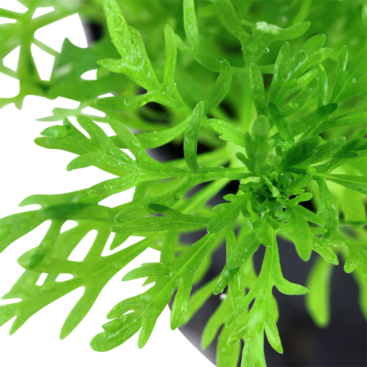 Limnophilia Aquatica 046