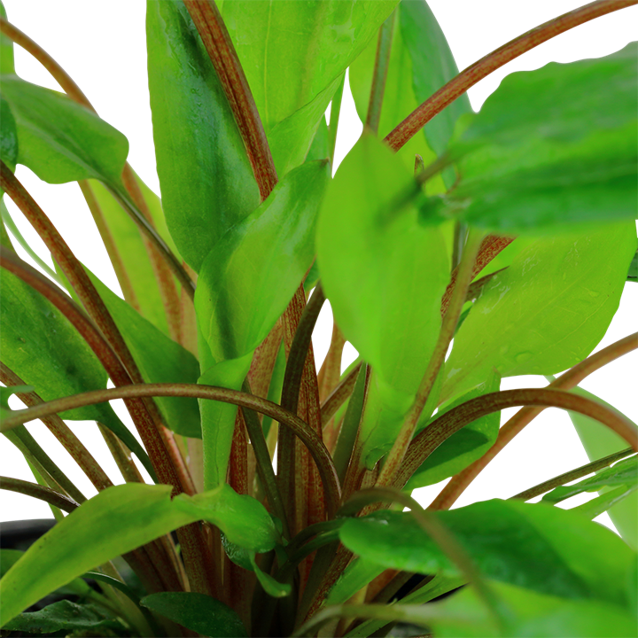 Cryptocoryne Wendtii Green 109