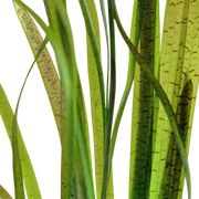 Vallisneria Spiralis Tiger