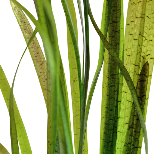 Vallisneria Spiralis Tiger