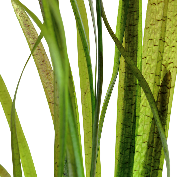 Vallisneria Spiralis Tiger