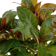 Ludwigia glandulosa