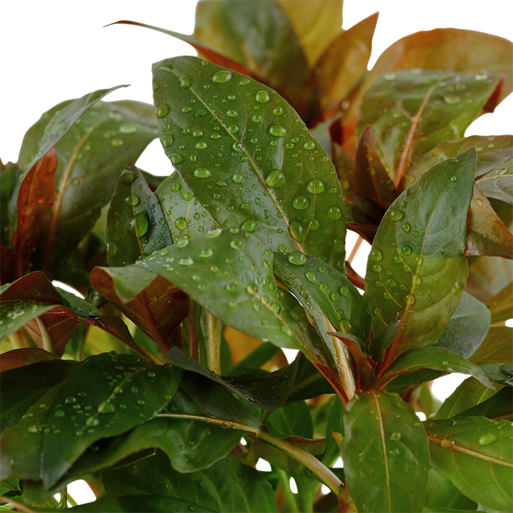 Ludwigia glandulosa