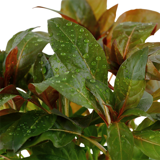 Ludwigia glandulosa