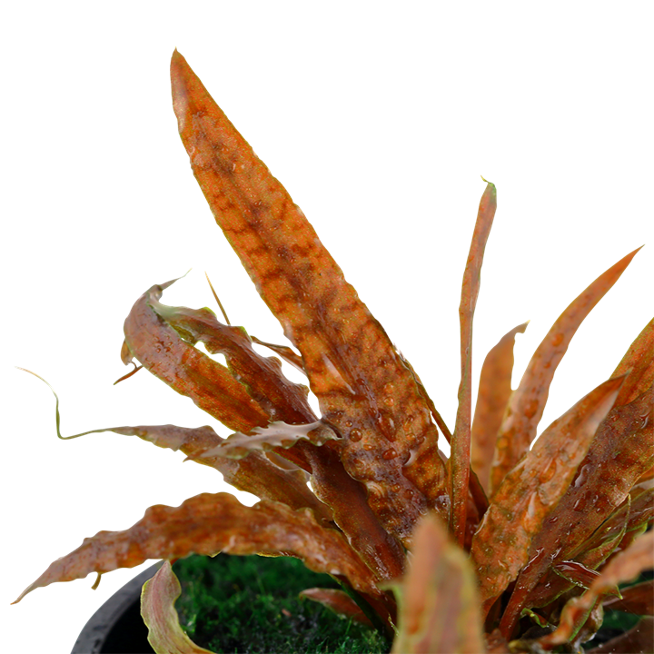 Cryptocoryne Albida 'Brown' Potted 126B