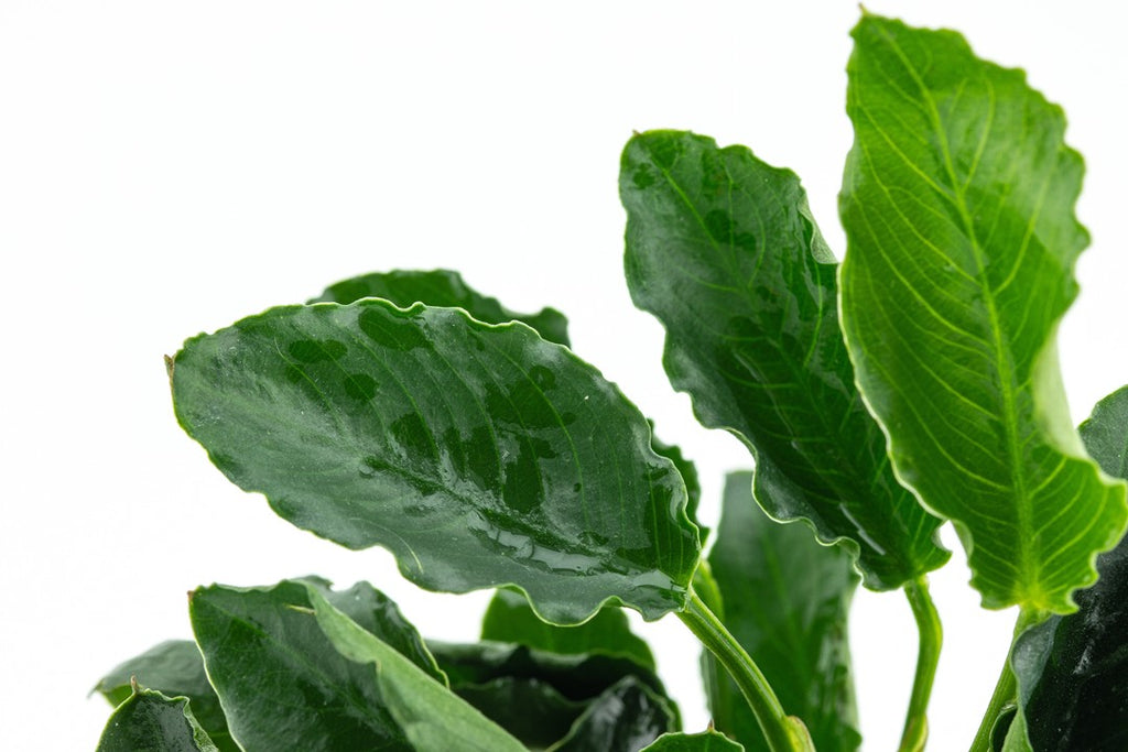 Buy Aquarium Plants Online Ireland Best Aquatic Plants For Aquariums