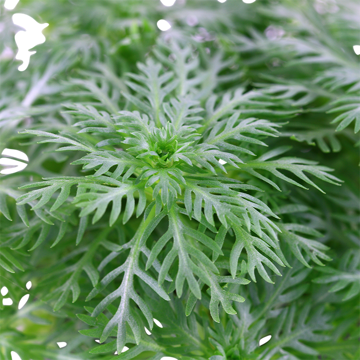 Hottonia Palustris 027